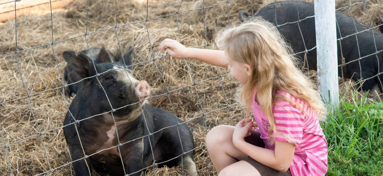 Child Petting A Pig 